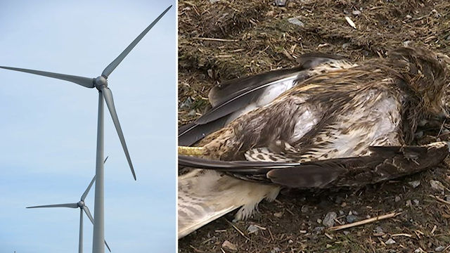 Raptor killed by wind turbine