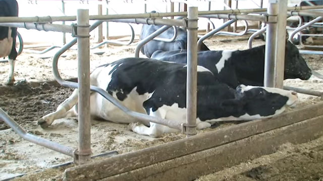Sick cows due to ground current
