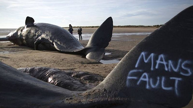 Sperm whales washed ashore
